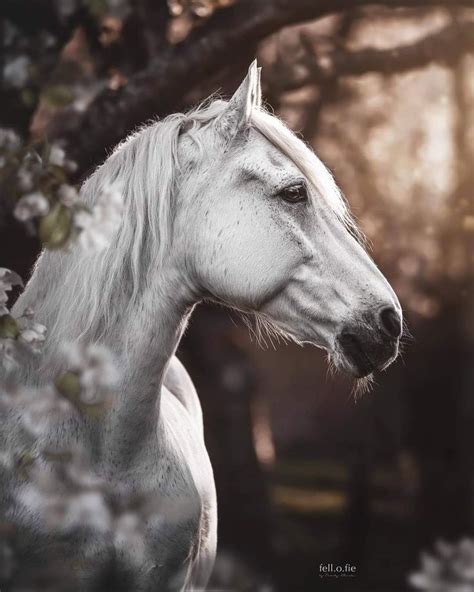 Épinglé Par Tina Heider Sur Horses Animaux Cheval Dessin