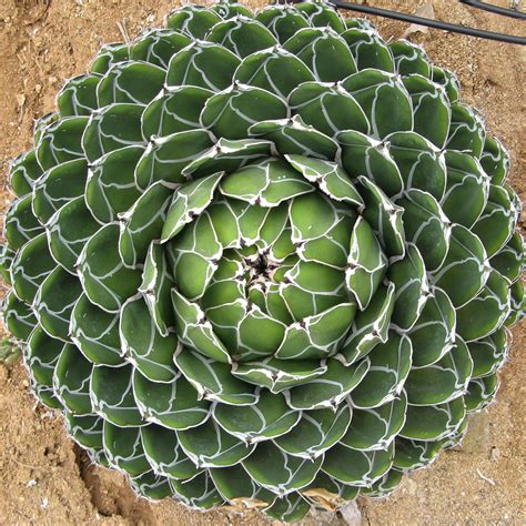 AGAVE Victoria Reginae – Rancho Tissue