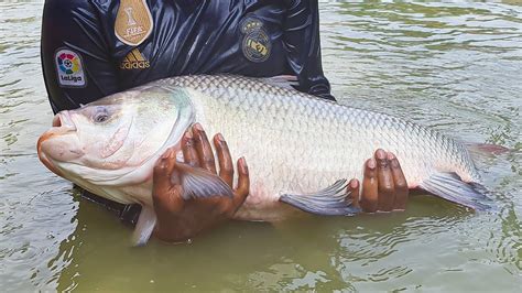 12 Kg Amazing Katla Fish Bhakur Fish Catching Big Fish In The Pond