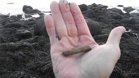 Fossils Tin Can Beach Saint John NB Jan 25 2019 Remains Of 18th Century