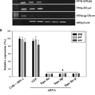 Effect Of Topo II Knockdown On Viral Gene Expression A PCR Analysis