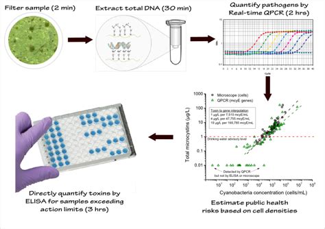 Qpcr Bend Genetics