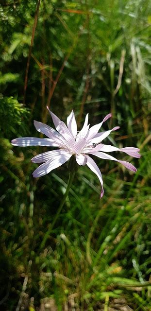 Pinke Blume Berg Kostenloses Foto Auf Pixabay Pixabay