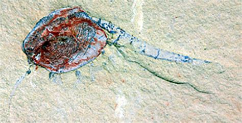 The Oldest Nursery In The Animal Kingdom Discovered 518 Million Year