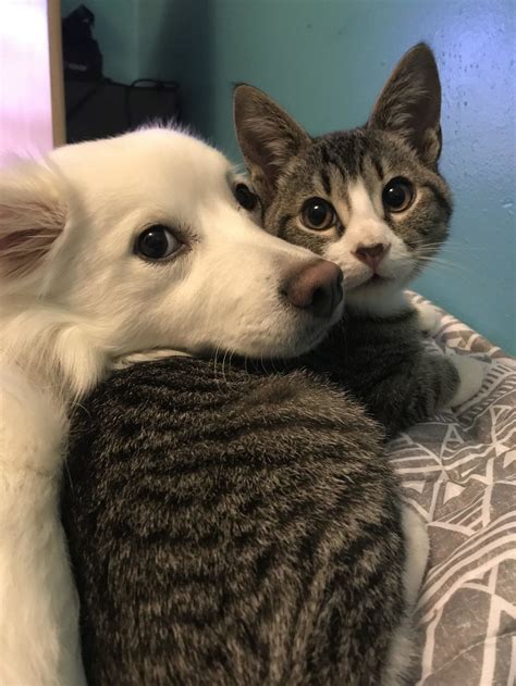 cats  puppy dog eyes cute cats  dogs cute dogs cute animals