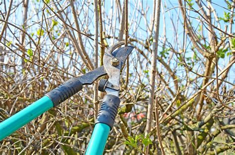 7 Essential Garden Loppers for Every Gardener’s Toolkit