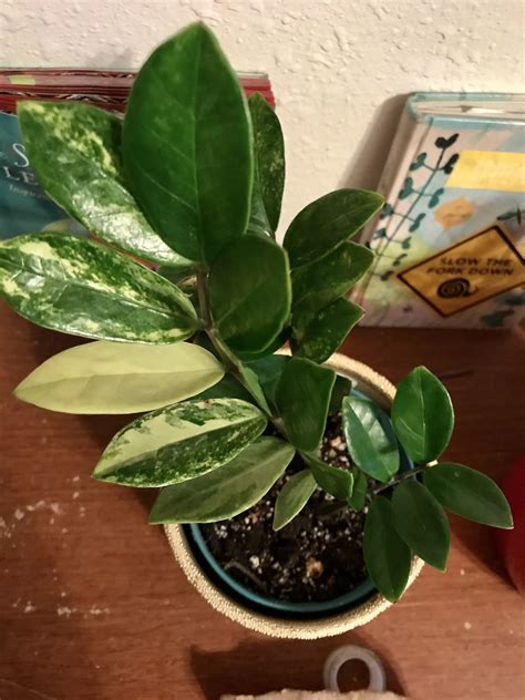 Zamioculcas zamiifolia zz plant – Artofit