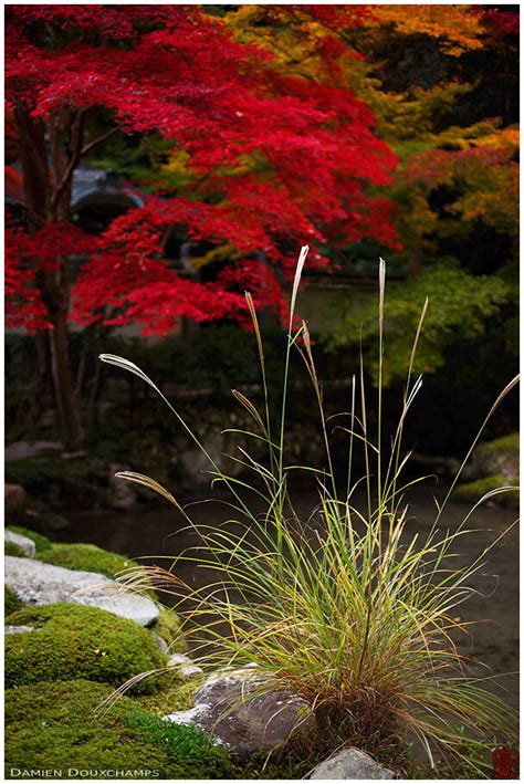 Susuki Grass And Red Autumn Colors Around The Pond Of Nanzen In Temple