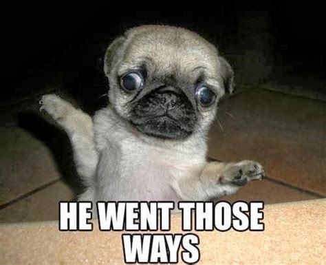 The Best Pug Memes On The Internet