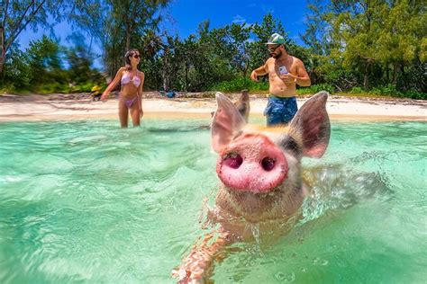 SunCay Swimming Pigs Adventure With Lunch At Pigs Beach 2024 New