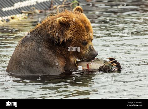 Brown bear eating fish caught in Kurile Lake Stock Photo - Alamy