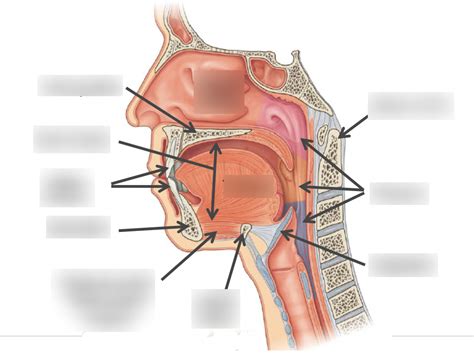 Oral Cavity Diagram Diagram Quizlet