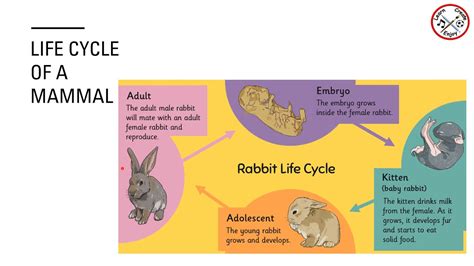 Mammal Life Cycle