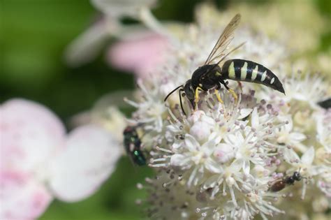 Four Banded Stink Bug Wasp Bicyrtes Quadrifasciatus Flickr