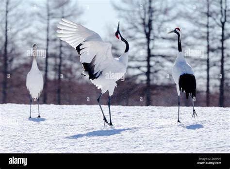 Asia Japan Hokkaido Kushiro Tsuri Ito Red Crowned Crane Sanctuary