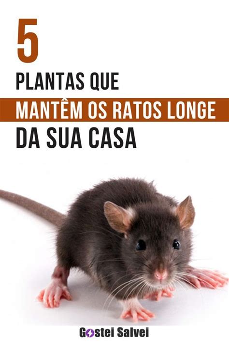 5 Plantas que mantêm os ratos longe da sua casa Armadilhas para ratos