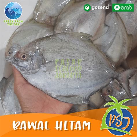 Jual PROMO Ikan Bawal Hitam 4 Ekor Lokal Black Pomfret Laut Segar