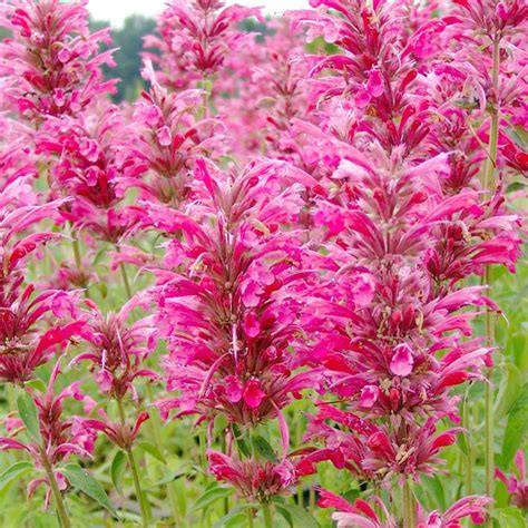 Hummingbird Mint Seeds Agastache Heather Queen Fragrant