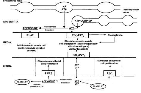 Figure From Purinergic Signaling And Vascular Cell Proliferation And