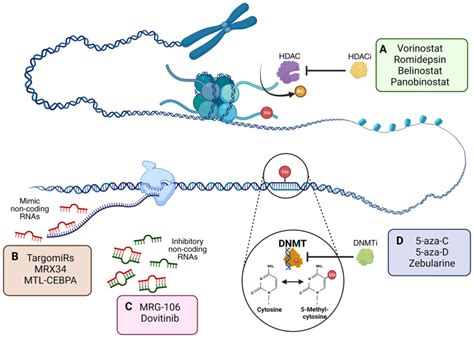 Modulating Epigenetic Modifications For Cancer Therapy Review