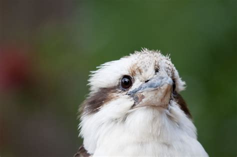 Kookaburra Portrait Kookaburra Jim Nicholson Flickr