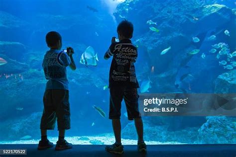 23 Tokyo Skytree Aquarium Stock Photos, High-Res Pictures, and Images ...