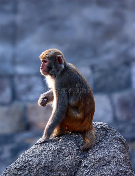 Macaca mulatta stock image. Image of macaca, mulatta - 12124515