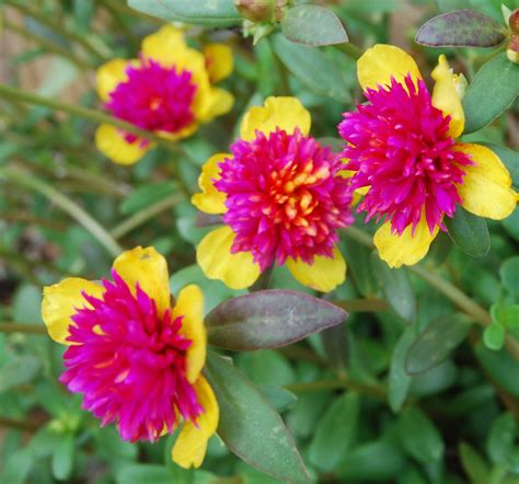 Rare Cinderella Fairy Tale Purslane Beautiful Pink And Yellow Etsy