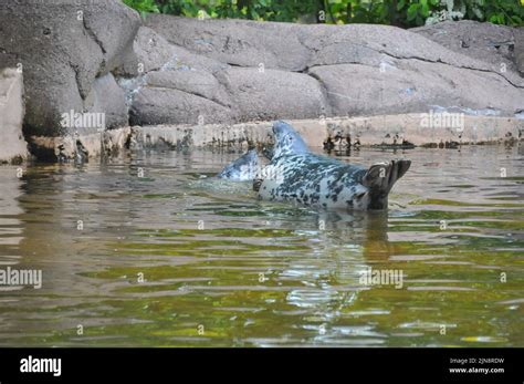 The animals of the zoo of Skansen Stock Photo - Alamy