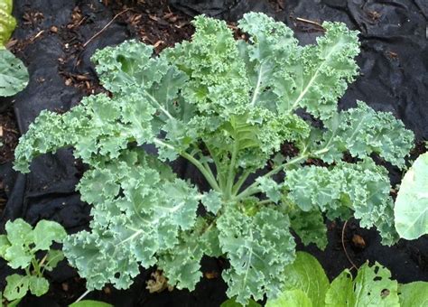 Photo Of The Entire Plant Of Kale Brassica Oleracea Var Viridis Starbor Posted By Bxncbx