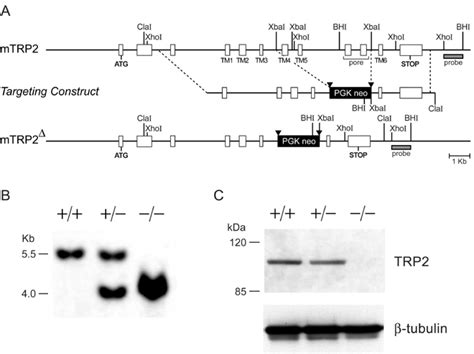 Loss Of Sex Discrimination And Male Male Aggression In Mice Deficient For TRP2 Science