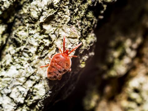 Bird Mites Pest Control Brisbane Bird Mites Pest Control Near Me