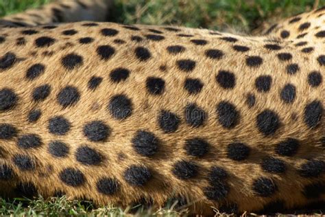 Cheetah Fur Stock Photo Image Of Mellow Rare Felidae 17539204