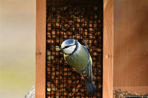 Oiseaux du jardin avec les premiers froids faut il commencer à les