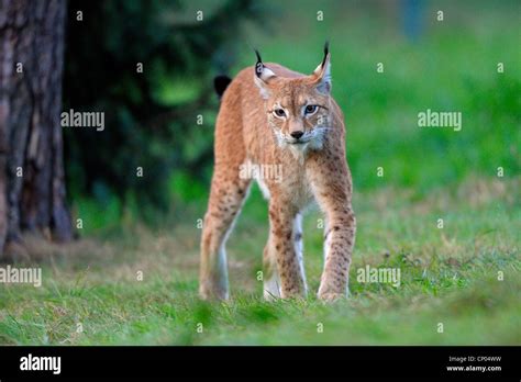 Eurasian lynx (Lynx lynx), walking in a meadow, Germany Stock Photo - Alamy
