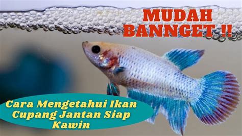 Ciri Ciri Ikan Cupang Jantan Siap Kawin Breeding Ikan Cupang Pemula