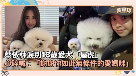 蔡依林淚別18歲愛犬「屋虎」 心碎喊：「謝謝你如此無條件的愛媽咪」｜鏡速報 鏡新聞 Youtube