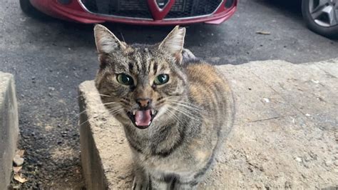 Cute Cats Living On The Street A Cat Is Very Aggressive And Does Not