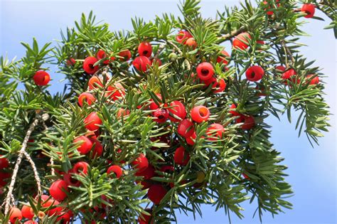 10 Pacific Yew Tree Taxus Baccata Brevifolia Evergreen Conifer Sun Or Seedville Usa