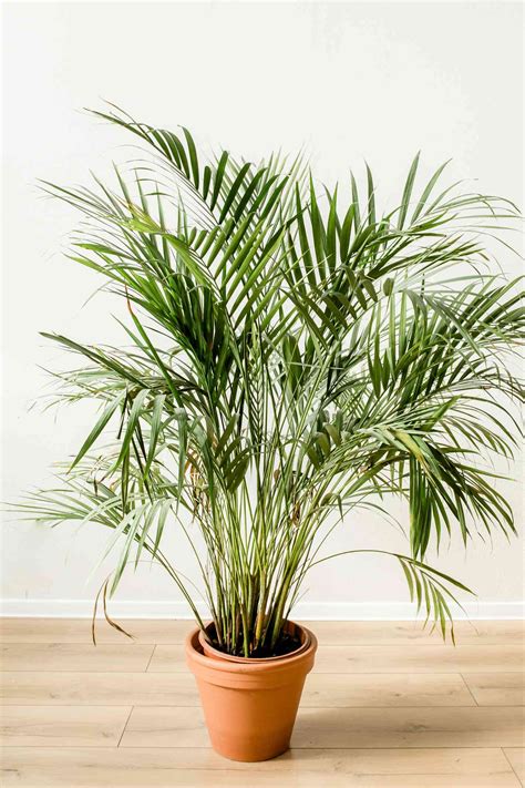 How to Grow and Care For Indoor Palm Trees