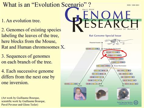 Conservation Of Combinatorial Structures In Evolution Scenarios Ppt