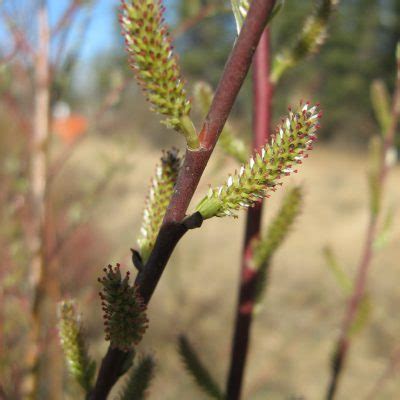 Hoary Willow Awes Agroforestry And Woodlot Extension Society Of Alberta