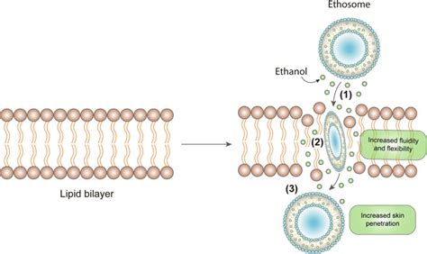 Schematic representation of ethosomes skin permeation mechanism: 1) the... | Download Scientific ...