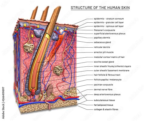 Structure Of The Human Skin Cross Section Of Hair Follicle With