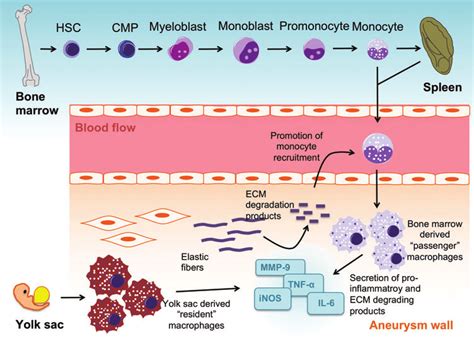 Different Origins And Modes Of Action Of Tissue Macrophages In Aaa