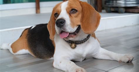 Beagle Dog Breed Complete Guide | AZ Animals