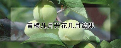 青梅几月开花几月结果 —【发财农业网】