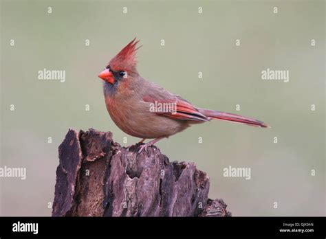 bird wild wildlife Stock Photo - Alamy