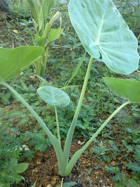 Gardening Is Our Passion Keladi Lambuk Vs Keladi Biasa