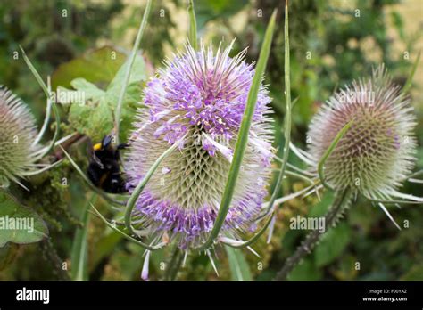 Teazel Hi Res Stock Photography And Images Alamy